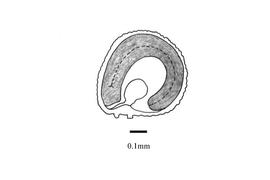   Embryo:   Portulaca quadrifida ; Illustration by K. Parker, Kirkbride et al. (2006)
